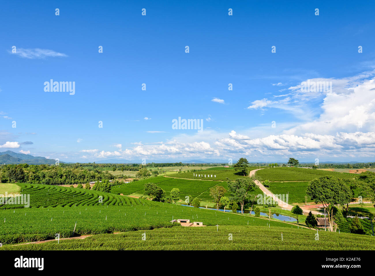 CHIANG RAI, Thailandia-OCT. 26 2016: bellissimo paesaggio naturale del cielo e il verde del tè sulla collina a Choui Fong la piantagione di tè famosa attrazione turistica Foto Stock