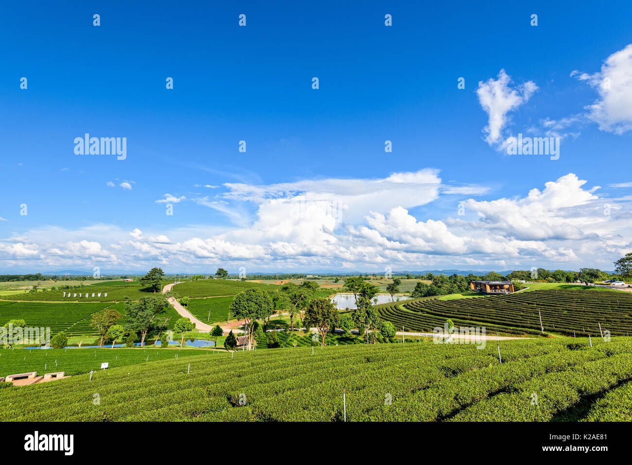 CHIANG RAI, Thailandia-OCT. 26 2016: bellissimo paesaggio naturale del cielo e il verde del tè sulla collina a Choui Fong la piantagione di tè famosa attrazione turistica Foto Stock