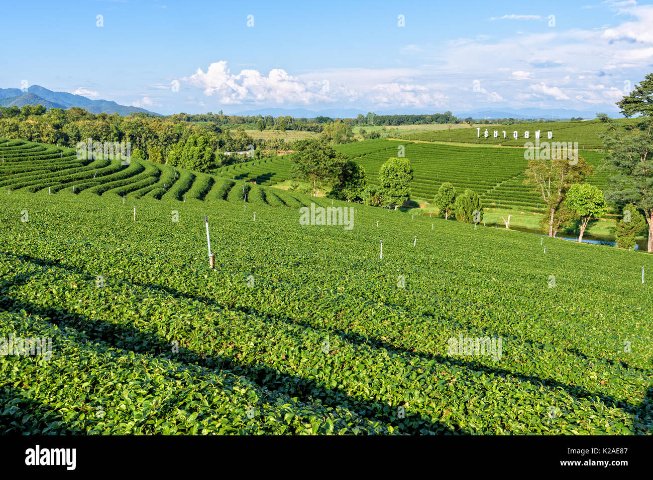 CHIANG RAI, Thailandia-OCT. 26 2016: bellissimo paesaggio naturale del cielo e il verde del tè sulla collina a Choui Fong la piantagione di tè famosa attrazione turistica Foto Stock