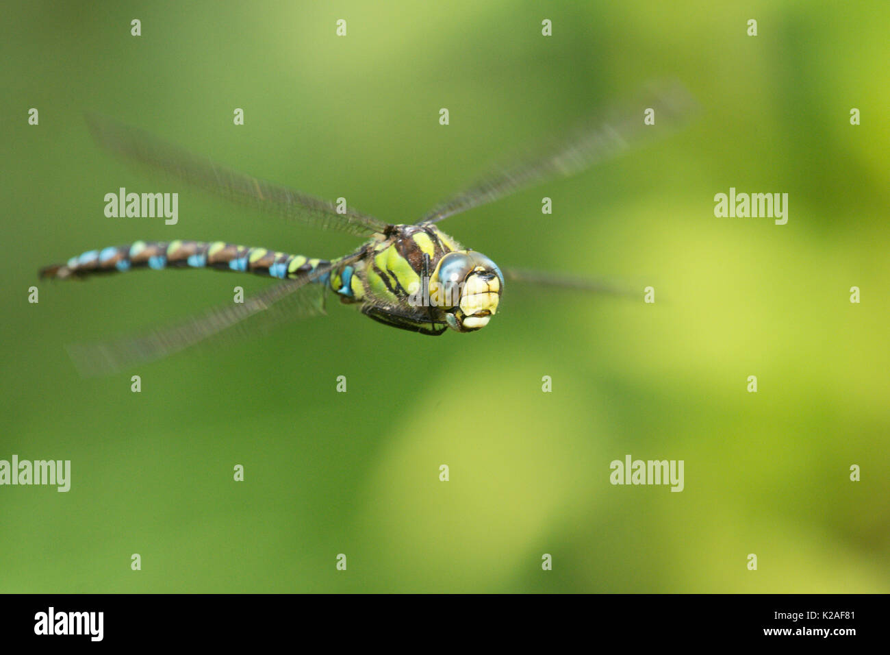 Southern Hawker dragonfly, Aeshna cyanea, maschio, volare, Sussex, Regno Unito, Agosto. Foto Stock