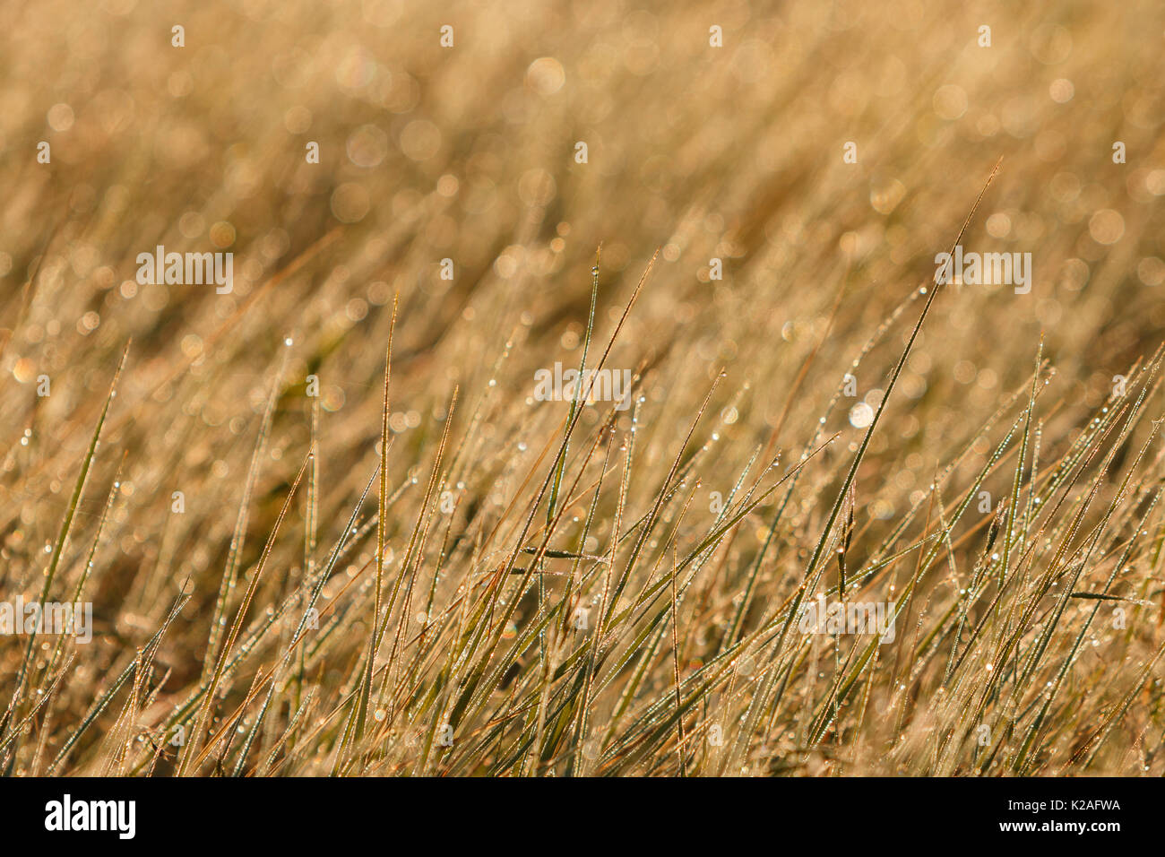 Lame di erba della prateria glisten con le goccioline d'acqua. Fort Collins, Colorado. Foto Stock