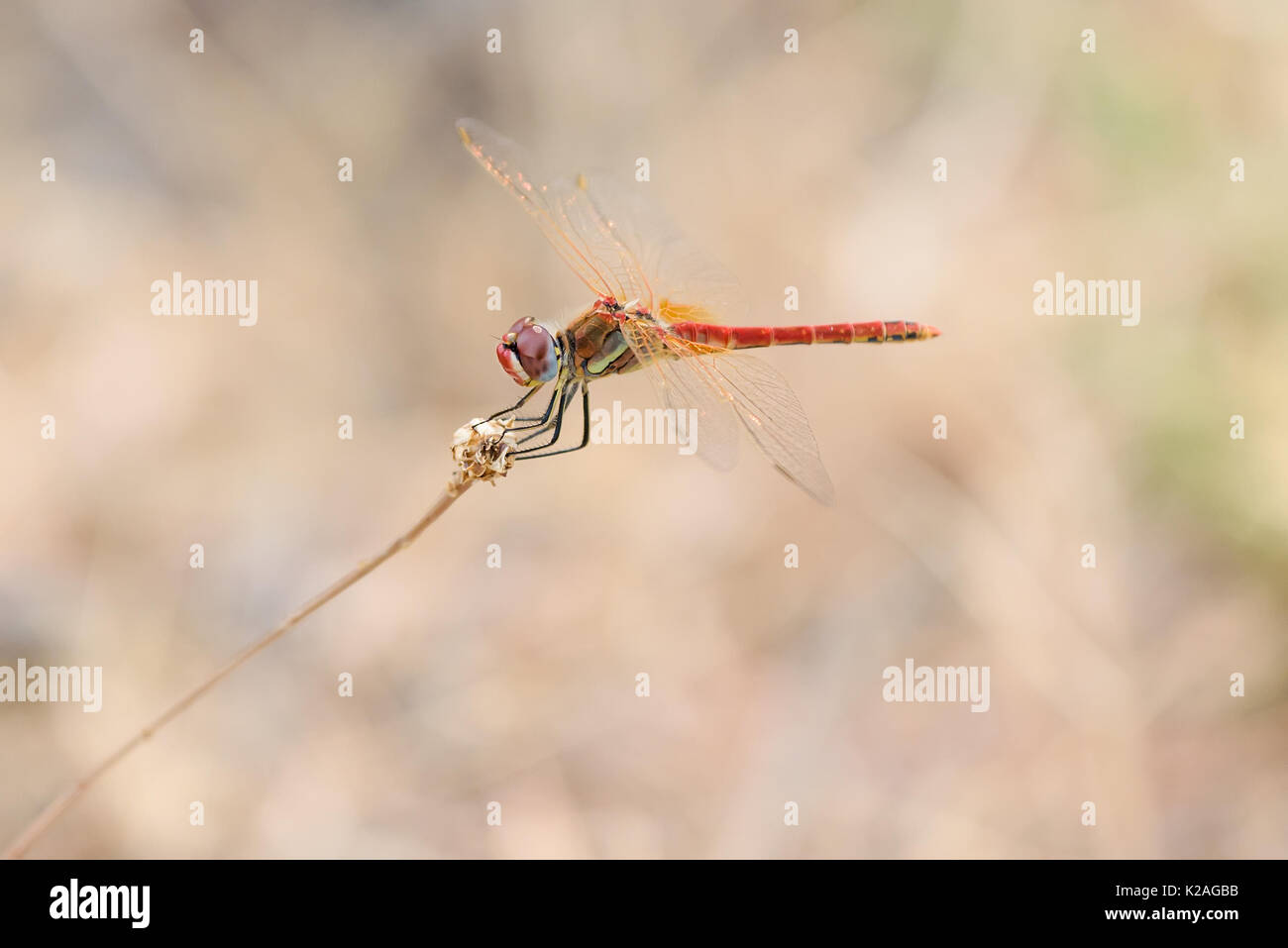 Il rosso-venato darter o nomad Sympetrum fonscolombii è una libellula del genere Sympetrum, maschio. Foto Stock