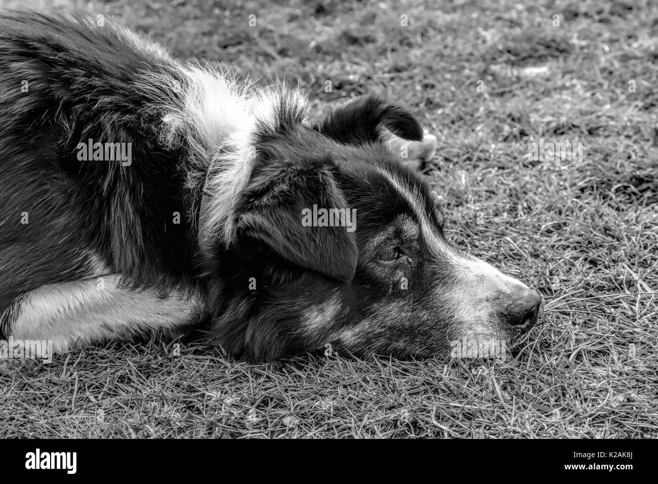 Un Border Collie ( Canis lupus familiaris ) in attesa di comandi durante una dimostrazione di sheepdog su Leault Farm, Kincraig, Scotland, Regno Unito. Foto Stock