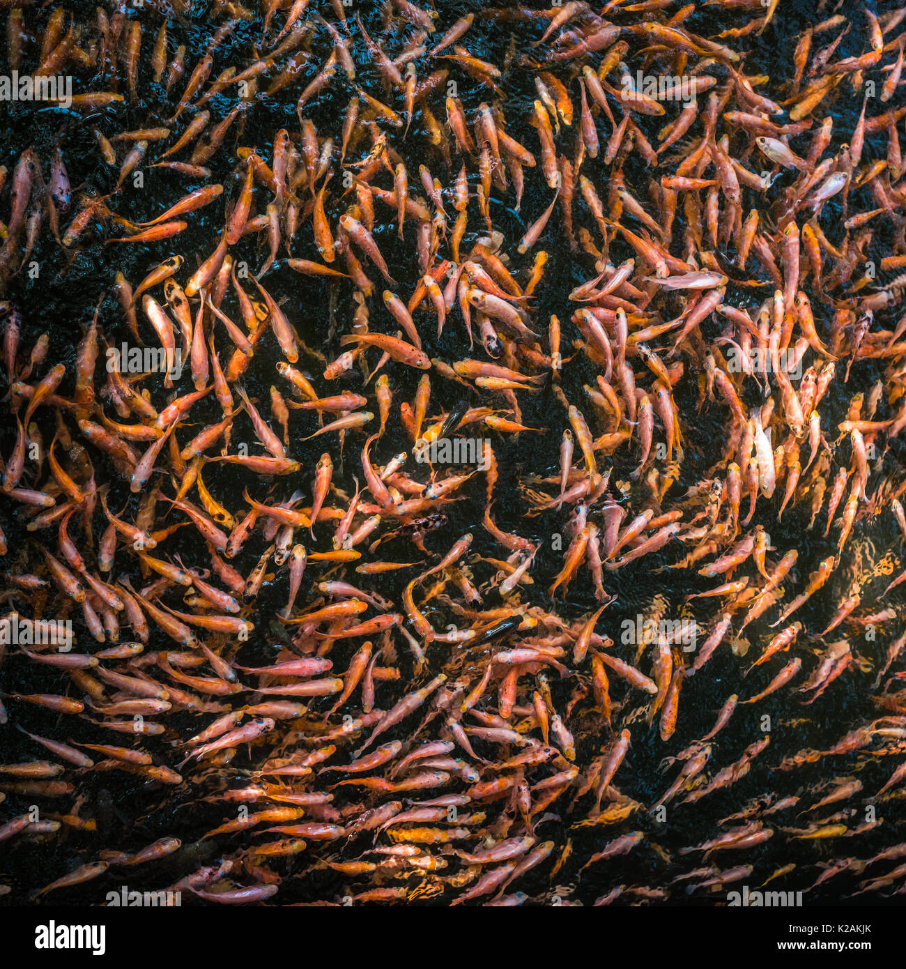 Scuola di goldfishes, Madu Ganga, Sri Lanka Foto Stock