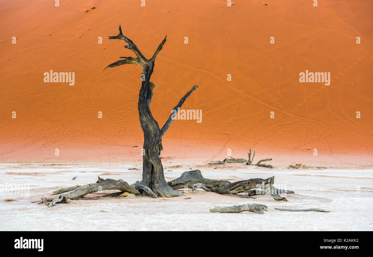Morto alberi Camelthorn e dune rosse in Deadvlei, Sossusvlei, Namib-Naukluft National Park, Namibia Foto Stock