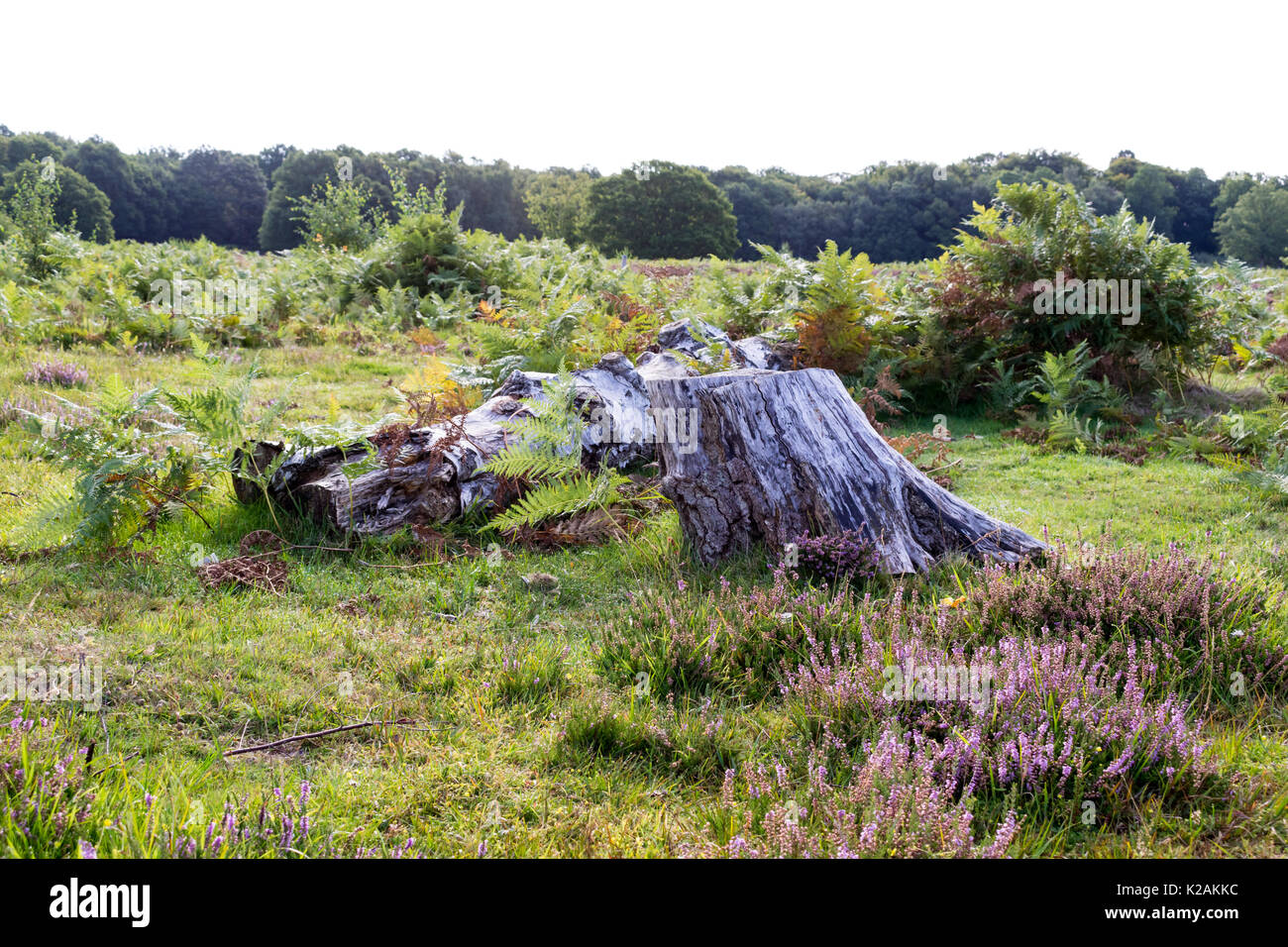 Albero morto log ed il moncone in brughiera Foto Stock