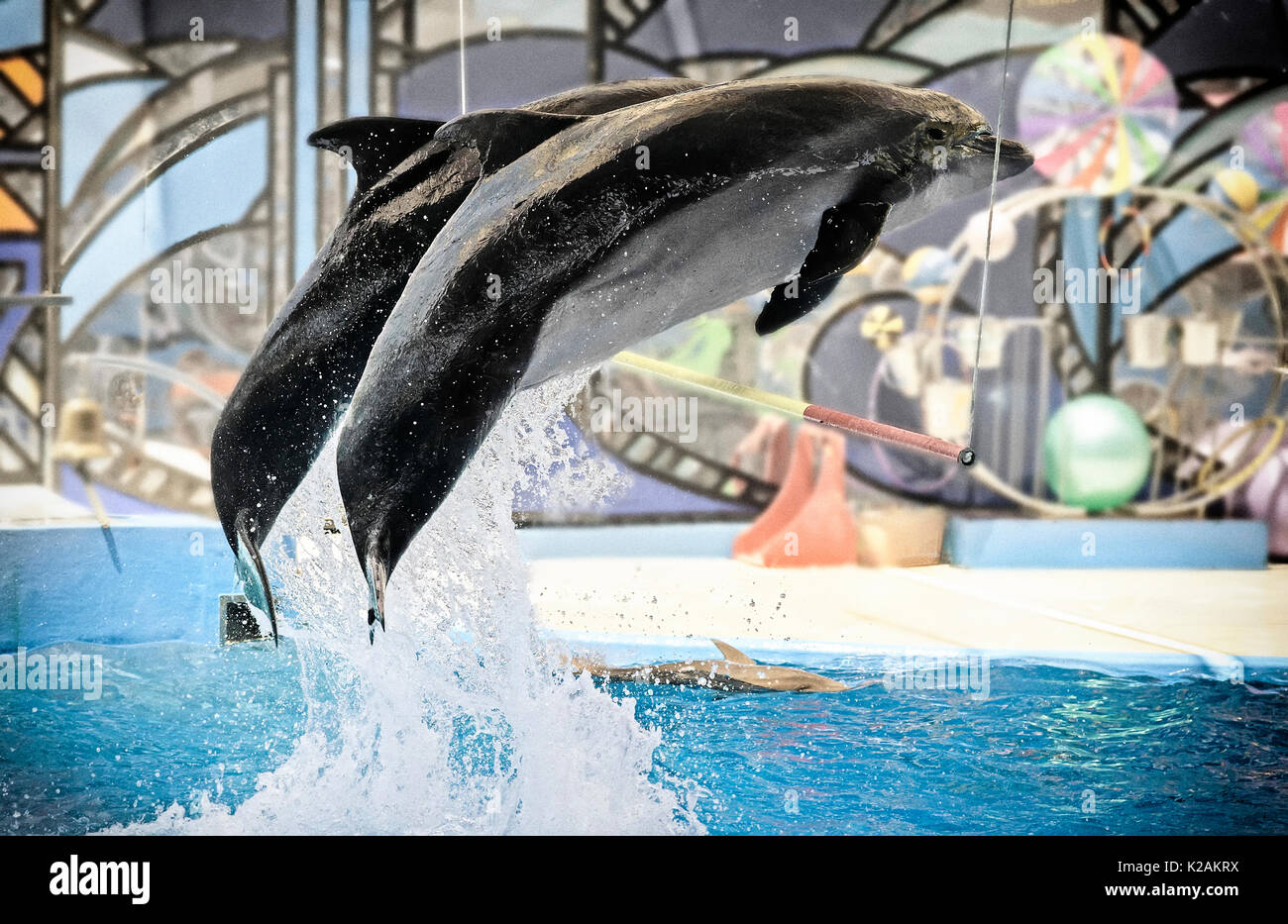Due delfini durante la presentazione saltare fuori dall'acqua al di sopra del bar. Foto Stock