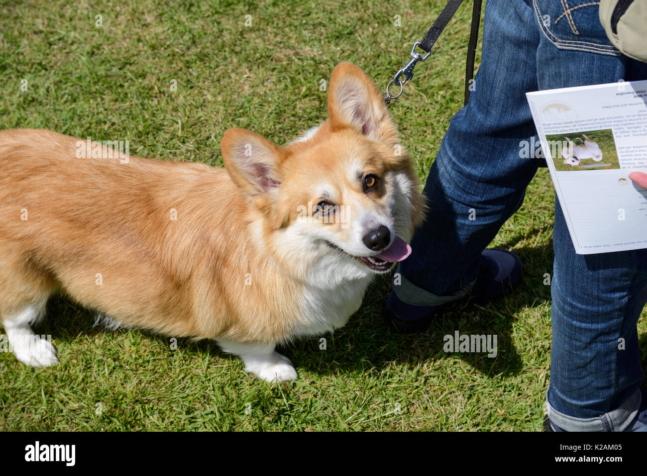 A pembroke welsh corgi cane di età compresa tra i 3 anni di età in un villaggio di dog show in Inghilterra. Foto Stock