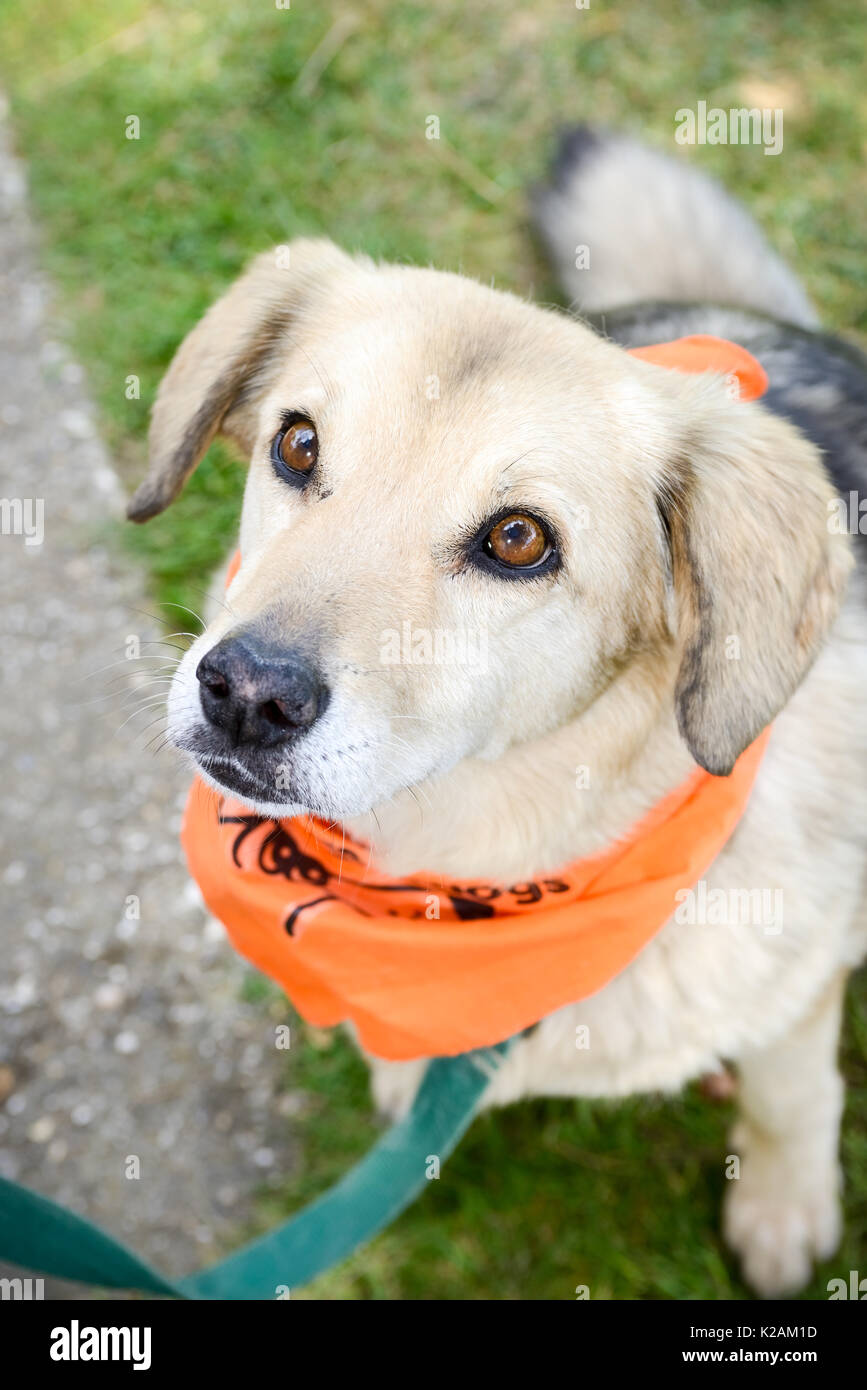 Un cane che indossa una bandana arancione seduto in un villaggio di dog show in Inghilterra. Foto Stock