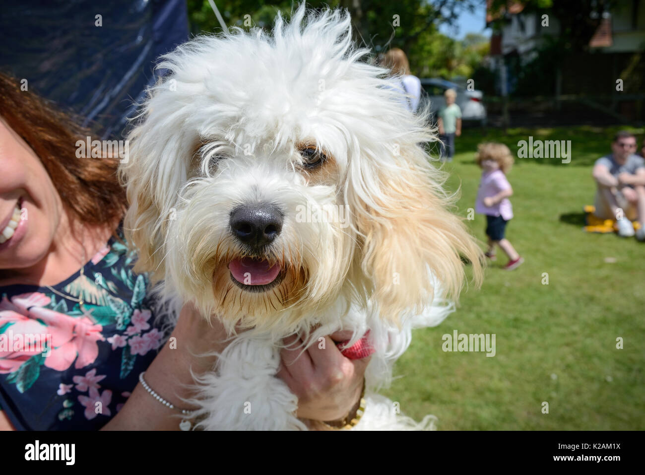 Un cane cavapoo invecchiata 11 mesi in un villaggio di dog show in Inghilterra. Foto Stock