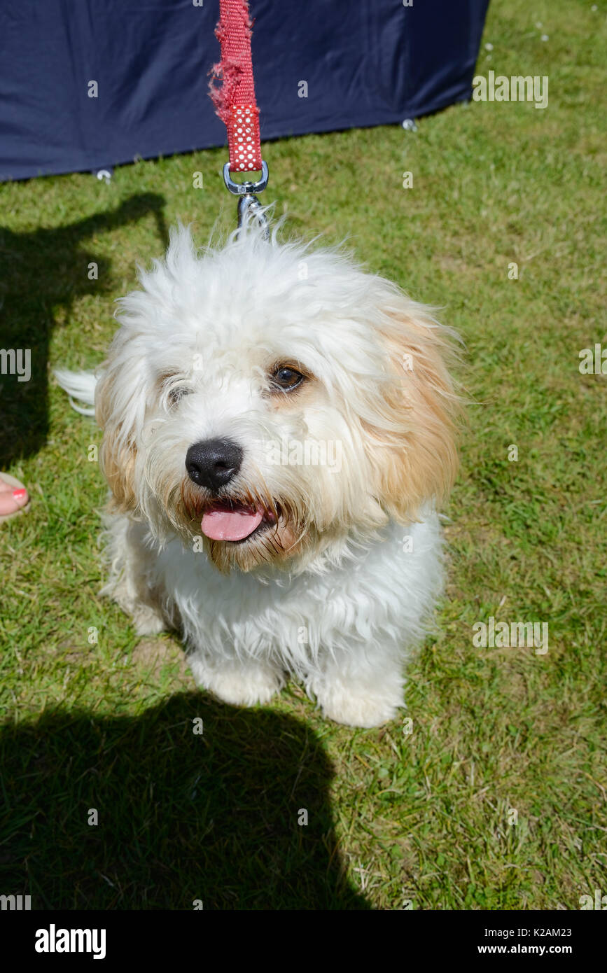Un cane cavapoo invecchiata 11 mesi in un villaggio di dog show in Inghilterra. Foto Stock