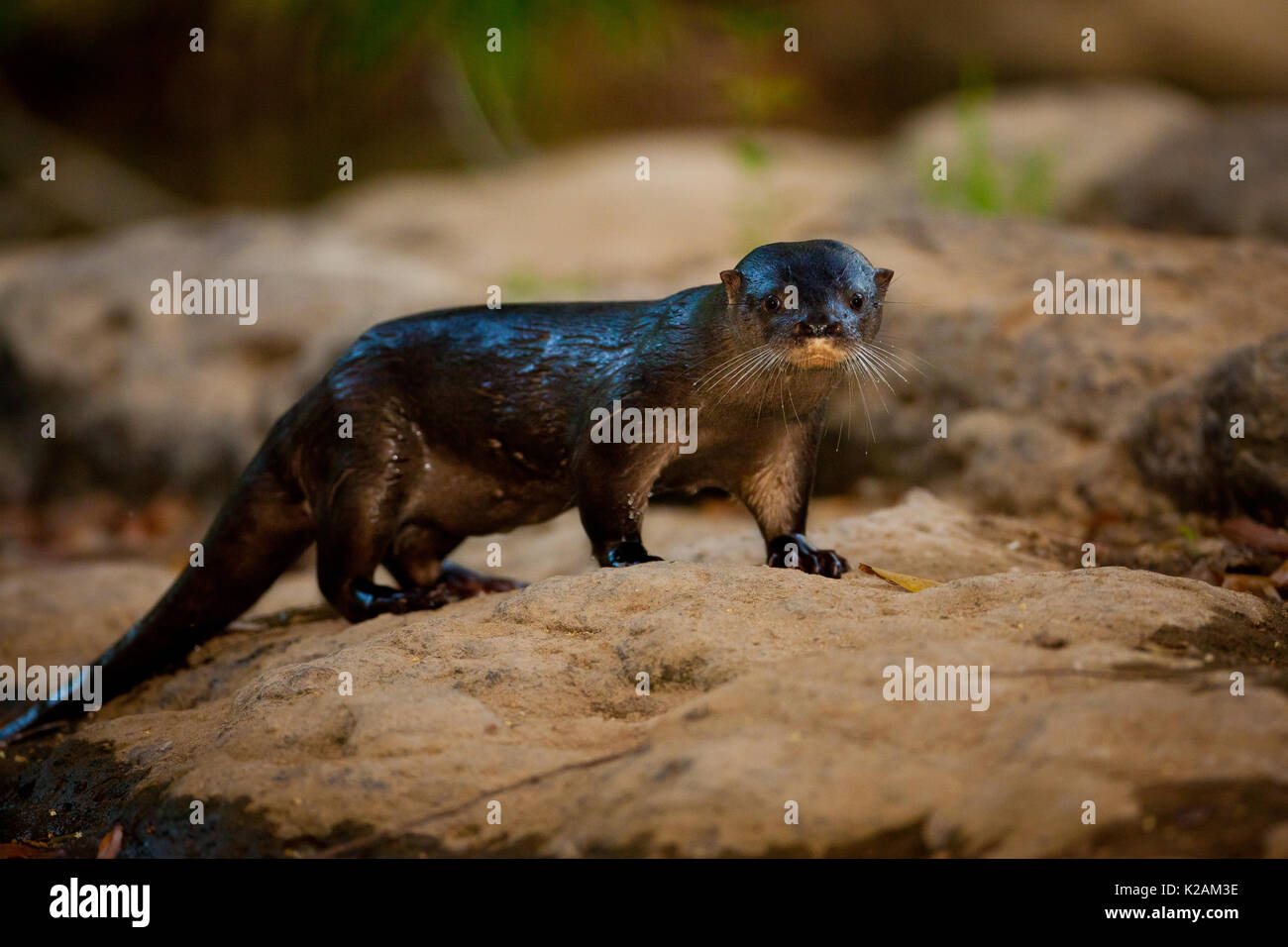 Panama fauna selvatica con una lontra neotropico fiume, Lontra longicaudis, in Rio Colle del sur, provincia di Colle, Repubblica di Panama, America Centrale. Foto Stock