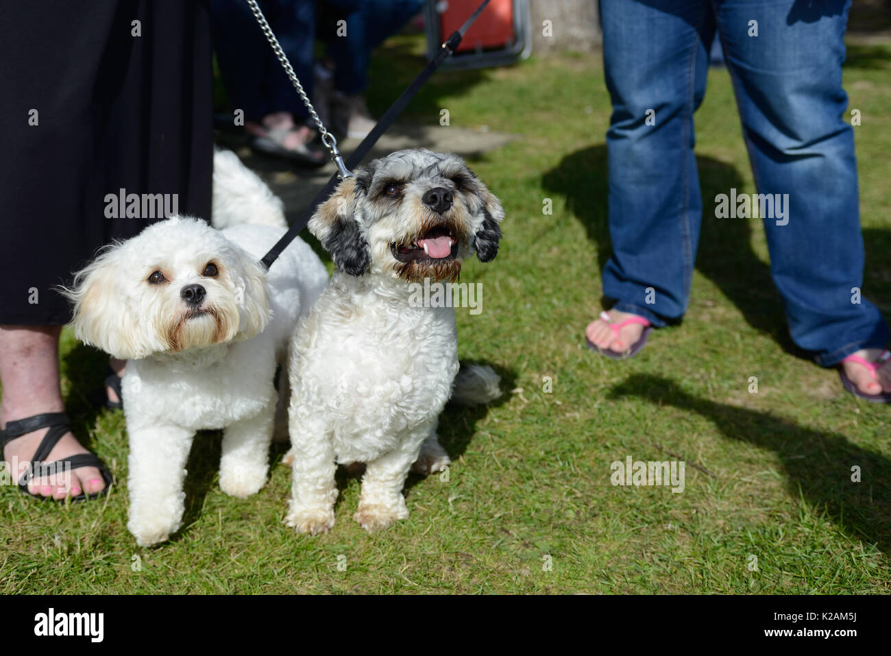 Due cani cavapoo su conduce al parco the​ in Inghilterra. Foto Stock
