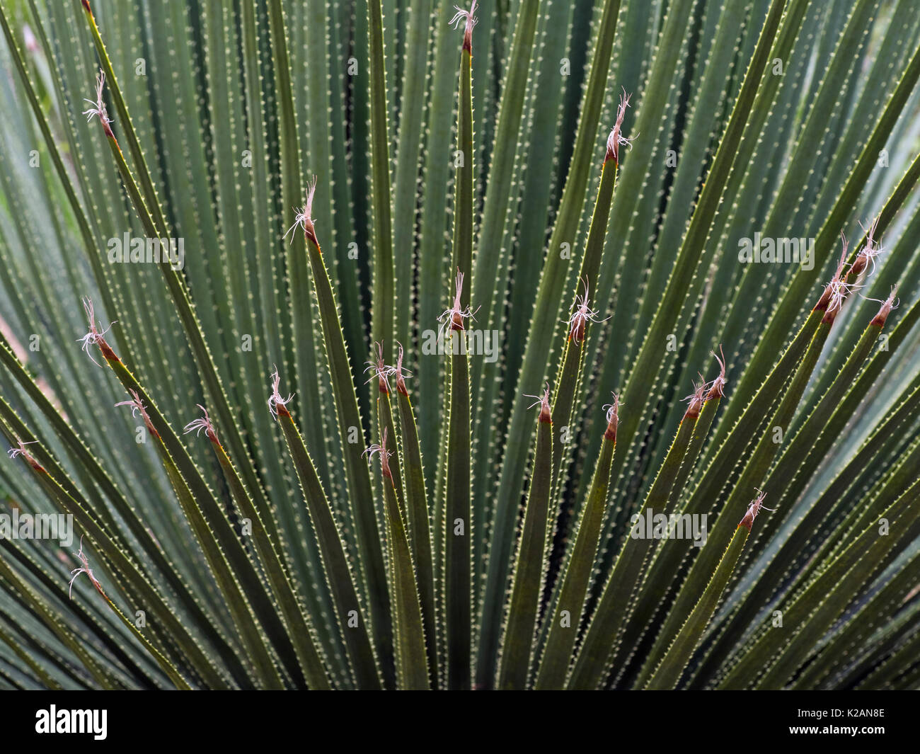 Dasylirion acrotrichum, il grande cucchiaio di deserto che cresce in giardino di Norfolk Foto Stock