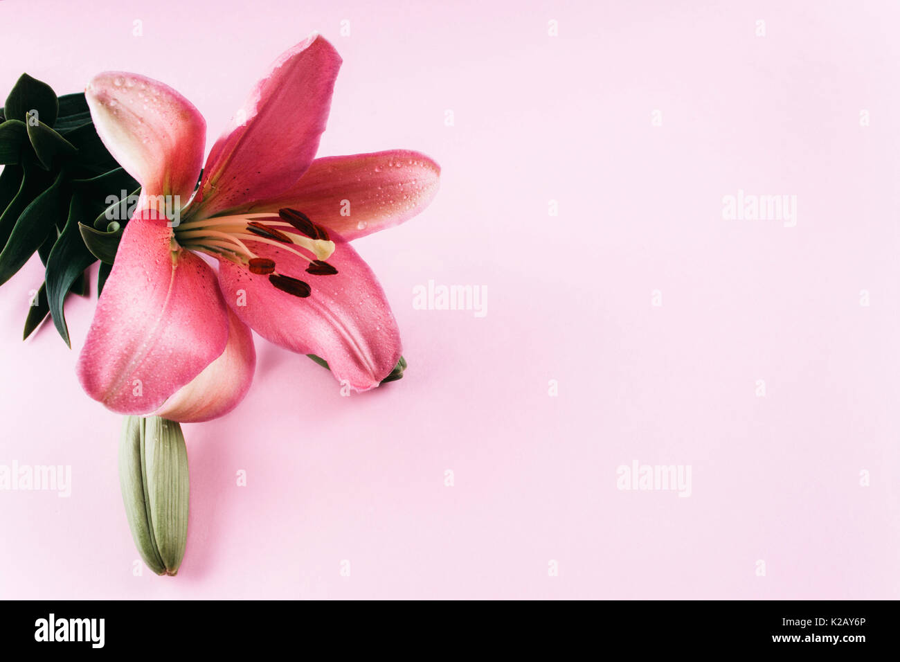 Bella giglio colore rosa con foglie sul trendy rosa pastello sfondo. Posto per il vostro testo. Foto Stock