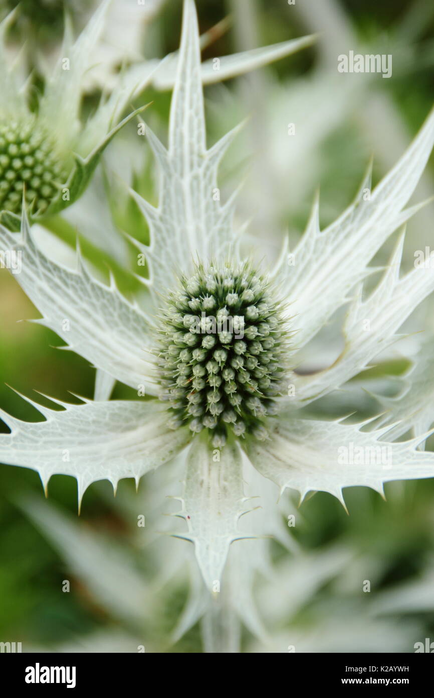 Il bianco argentea pungenti fiori di Eryngium giganteum 'Silver fantasma' al confine di un giardino inglese in estate (luglio),UK Foto Stock