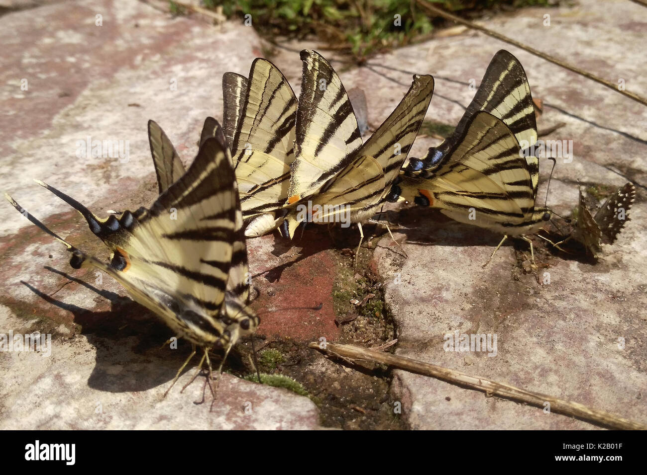 Un sacco di farfalle sul terreno. Foto Stock