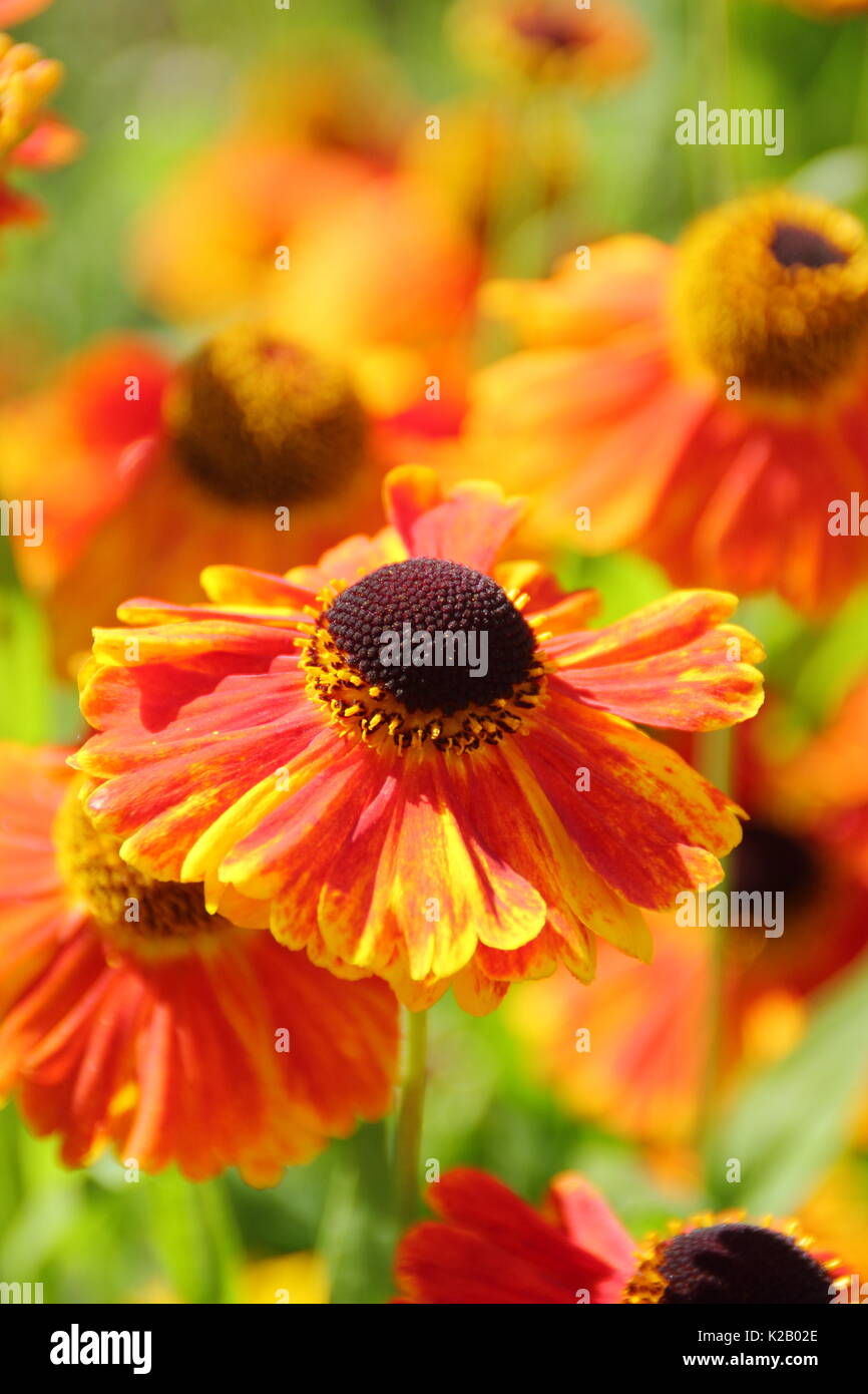 Il bronzo e daisy orange come fiori di Helenium 'Waltraut', o Sneezeweed, fioritura al confine di un giardino inglese in tarda estate Foto Stock