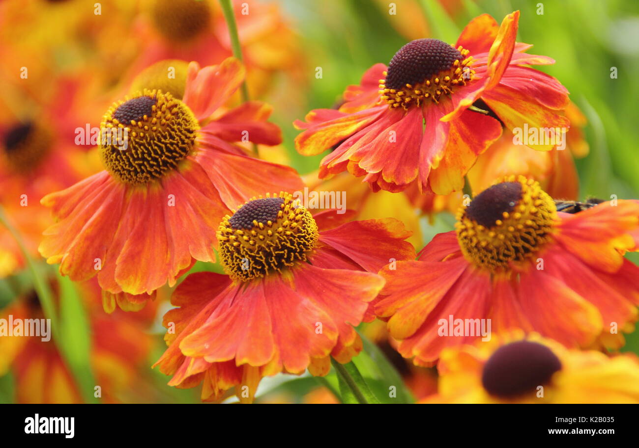 Il bronzo e orange daisy-come i fiori di Helenium 'Waltraut', o Sneezeweed, fioritura al confine di un giardino inglese in tarda estate Foto Stock