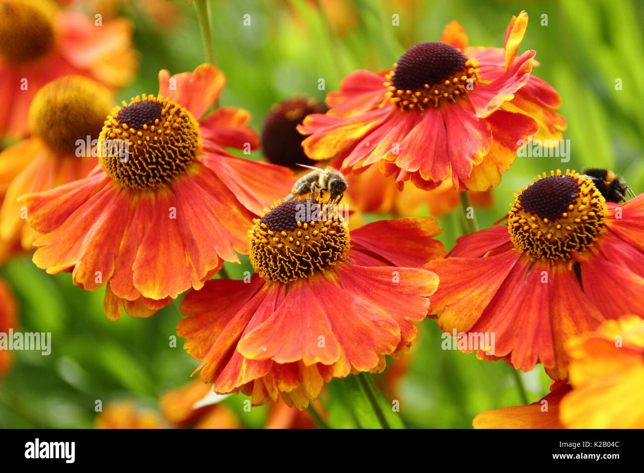 European miele delle api (Apis mellifera), bere il nettare da Helenium 'Waltraut', (Sneezeweed) al confine di un giardino inglese in tarda estate Foto Stock