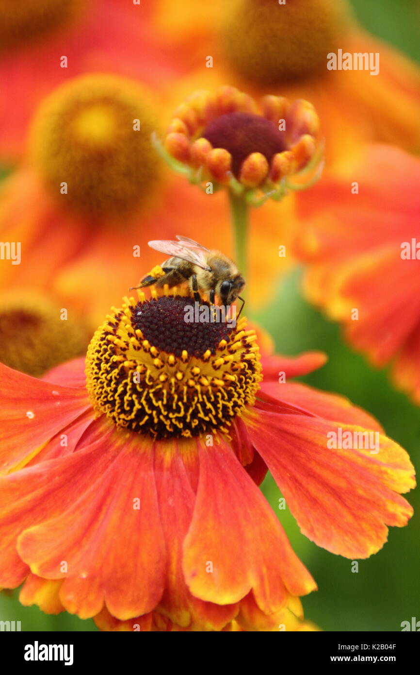 European miele delle api (Apis mellifera), bere il nettare da Helenium 'Waltraut', (Sneezeweed) al confine di un giardino inglese in tarda estate Foto Stock