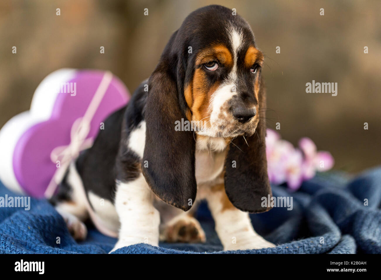 Vicino la bellissima e dolce cucciolo, Basset Hound con occhi tristi seduta  su una coperta e guardando la telecamera. Sullo sfondo vi è una confezione  regalo Foto stock - Alamy