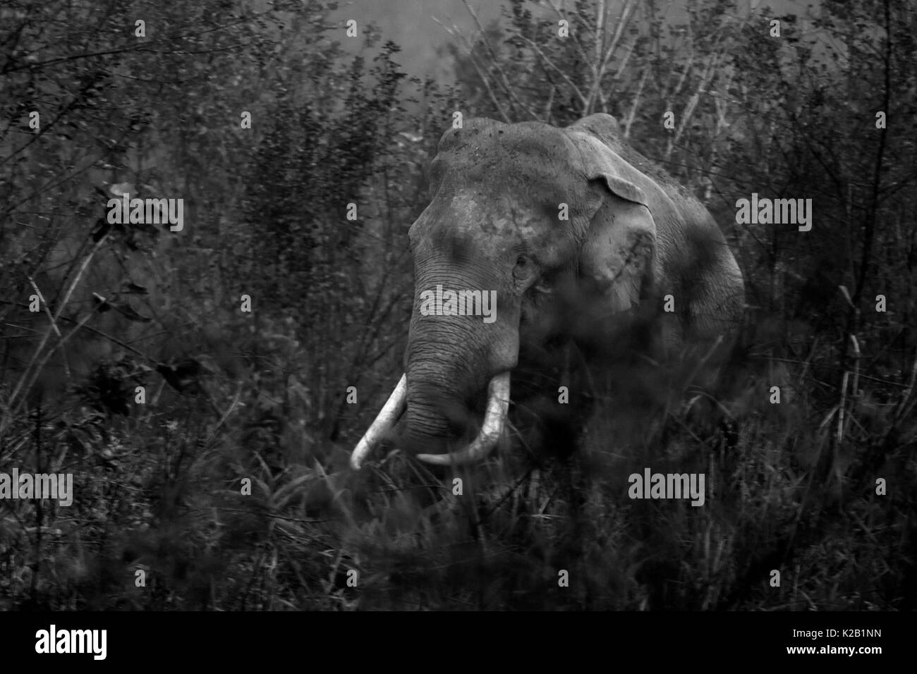 L'elefante indiano in pascoli del Parco Nazionale di Kaziranga, Assam, India. Foto Stock