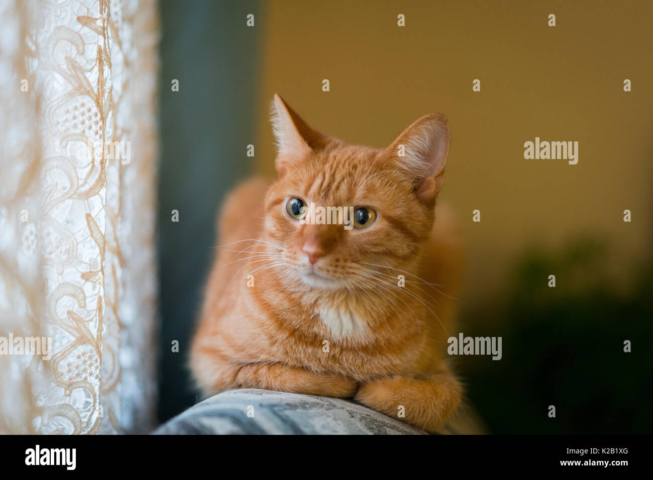 Gatto arancione si siede vicino a una finestra. Foto Stock