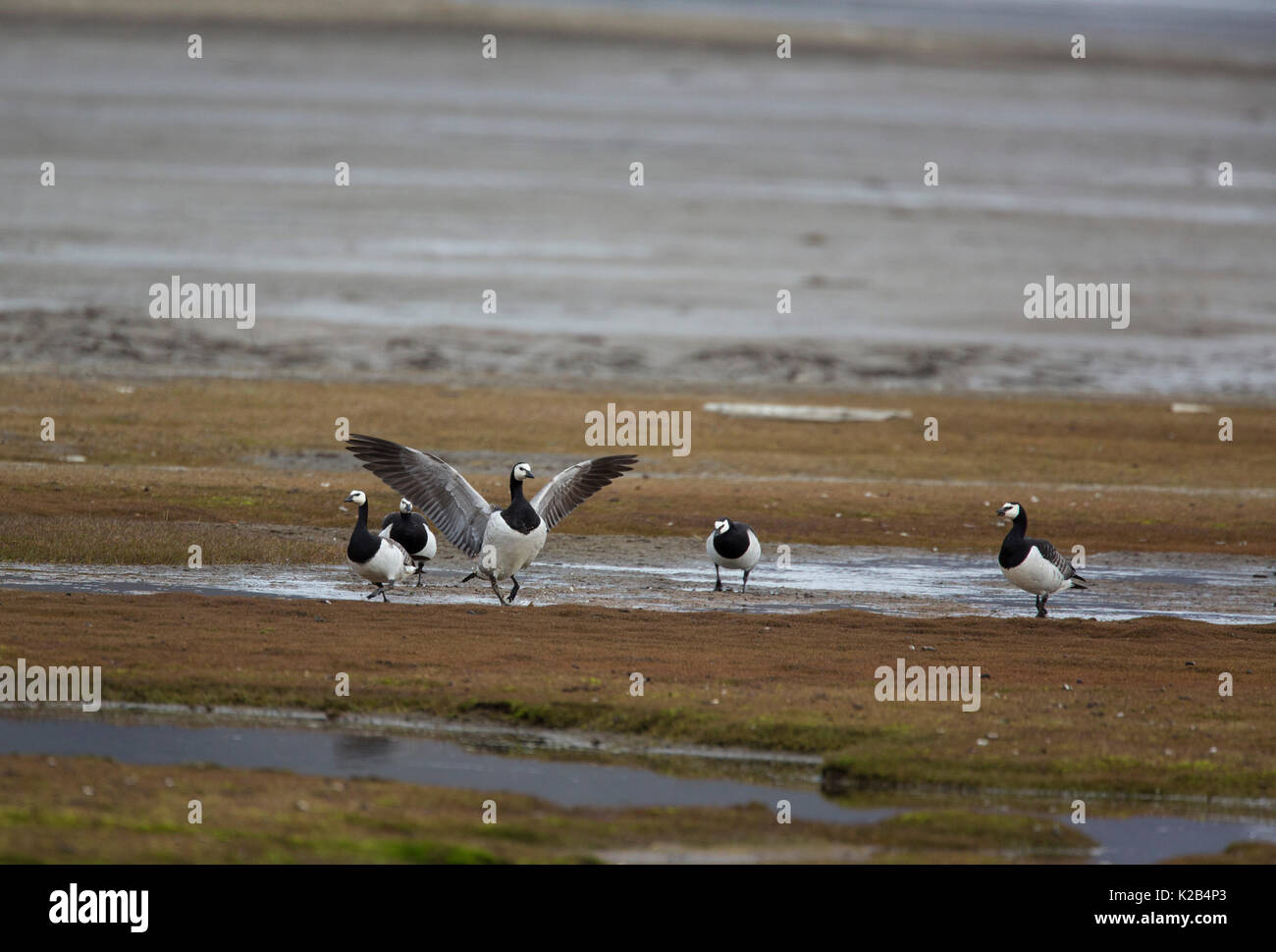 Oche facciabianca, Branta leucopsis, gruppo di adulti in zona paludosa e. Presa in giugno, Longyearbyen, Spitsbergen, Svalbard, Norvegia Foto Stock