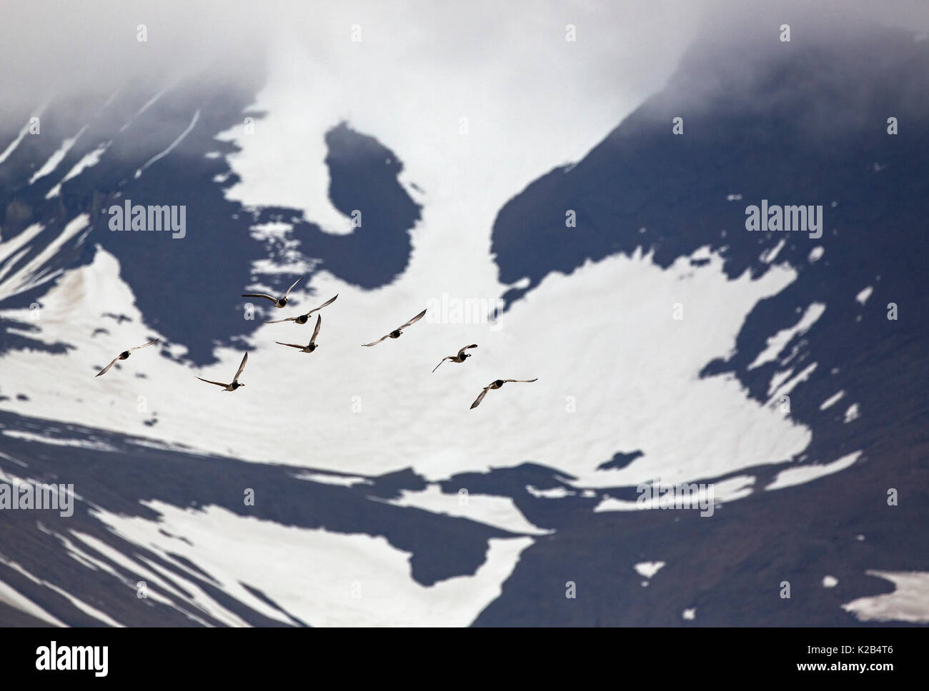 Oche facciabianca, Branta leucopsis, gruppo di adulti volare sulle montagne. Presa in giugno, Longyearbyen, Spitsbergen, Svalbard, Norvegia Foto Stock