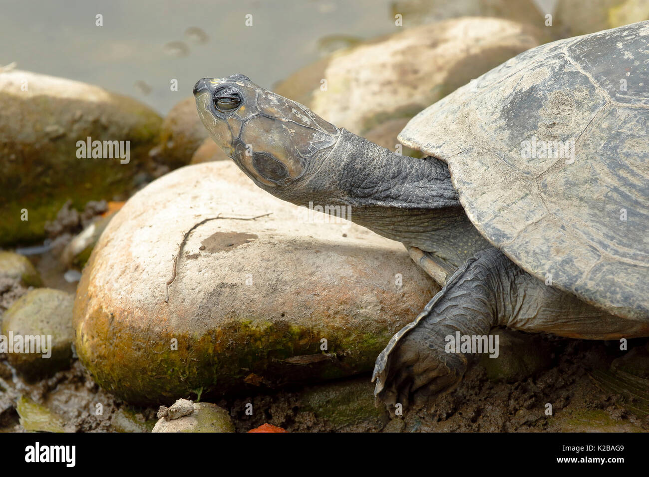 Fiume Arrau tartaruga (Podocnemis expansa), il campione preso in cattività Foto Stock