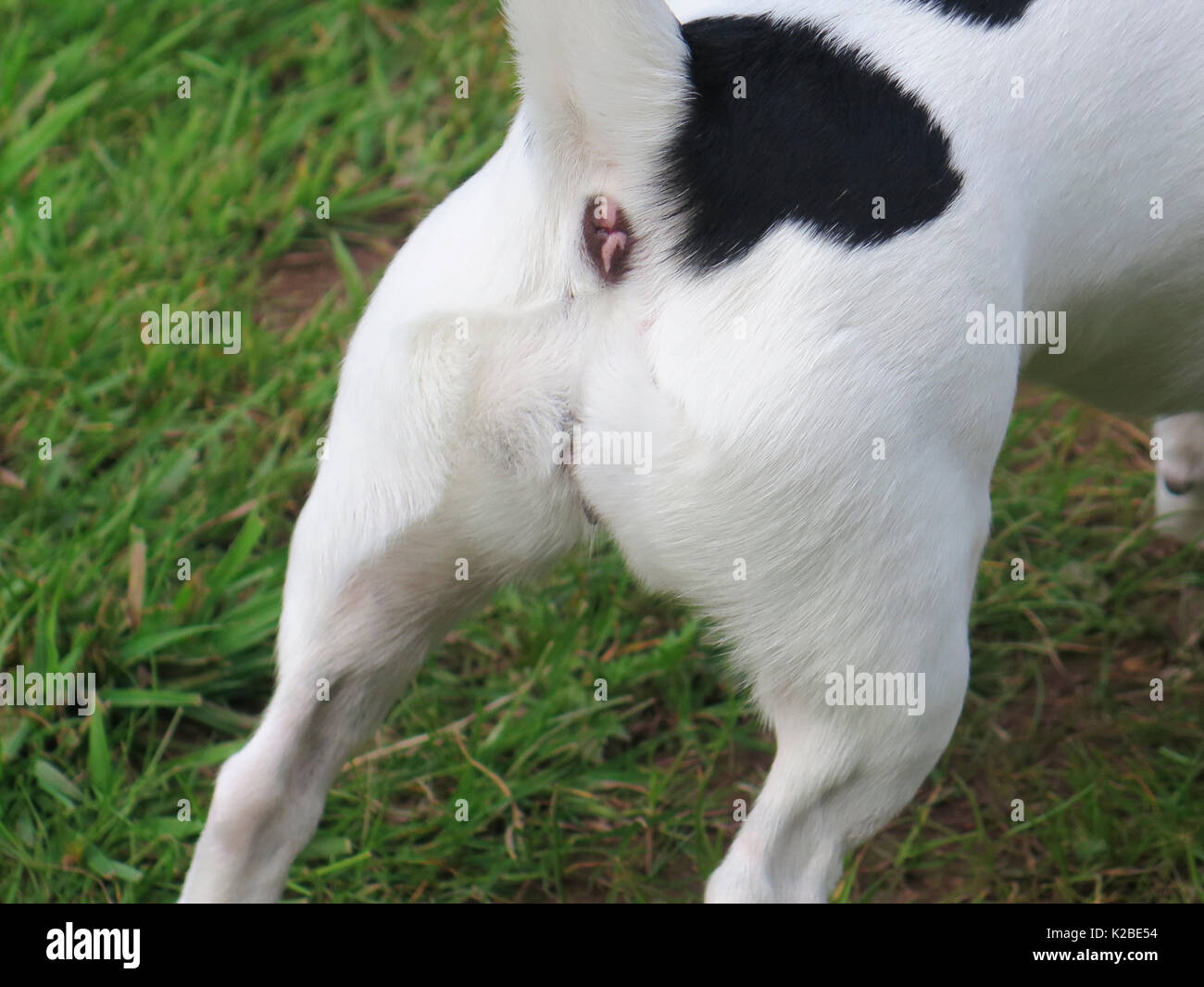 Jack Rusell terrier di back end Foto Stock