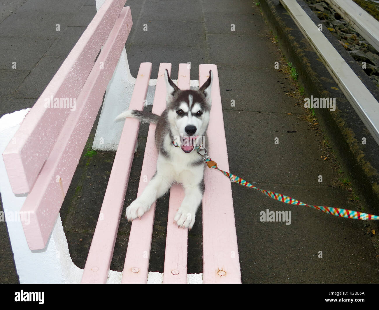 Siberian Husky cucciolo sdraiato su una panchina nel parco Foto Stock