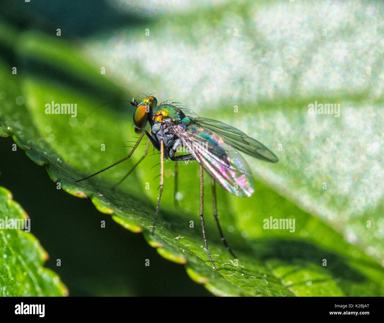 Dolichopodidae macro o vero Fly - Piccolo VERDE METALIC volare con lunghe gambe sottili e più grandi del normale occhi composti. Un insetto predatore/Fly cerosa delle foglie Foto Stock