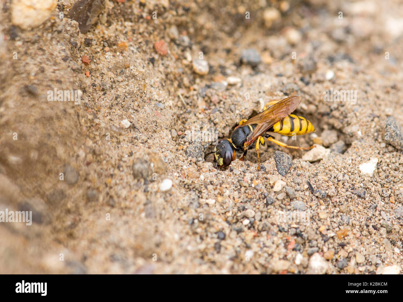Bee-killer wasp (Philanthus triangulum) scavare un foro. La specie è anche noto come bee-lupo ed è un tipo di digger wasp. Foto Stock