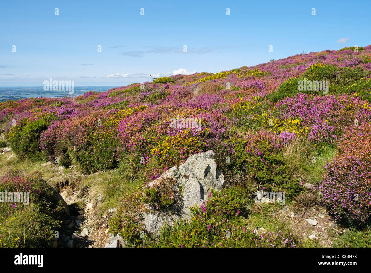 Moel Smytho collina brughiera coperto in fiore Heather e Gorse in fine estate. Waunfawr, Caernarfon, Gwynedd, Galles, Regno Unito, Gran Bretagna Foto Stock