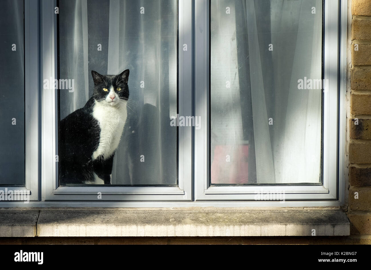 Curioso in bianco e nero gatto seduto sulla finestra e guardando alla strada di città Foto Stock