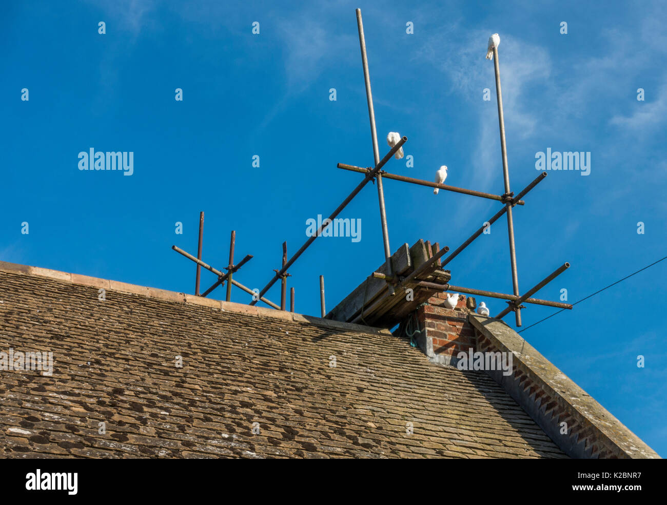 Piccioni bianco appollaiata sul tetto della casa ponteggio, contro un cielo blu chiaro su un luminoso giorno. Langtoft, Lincolnshire, Inghilterra, Regno Unito. Foto Stock