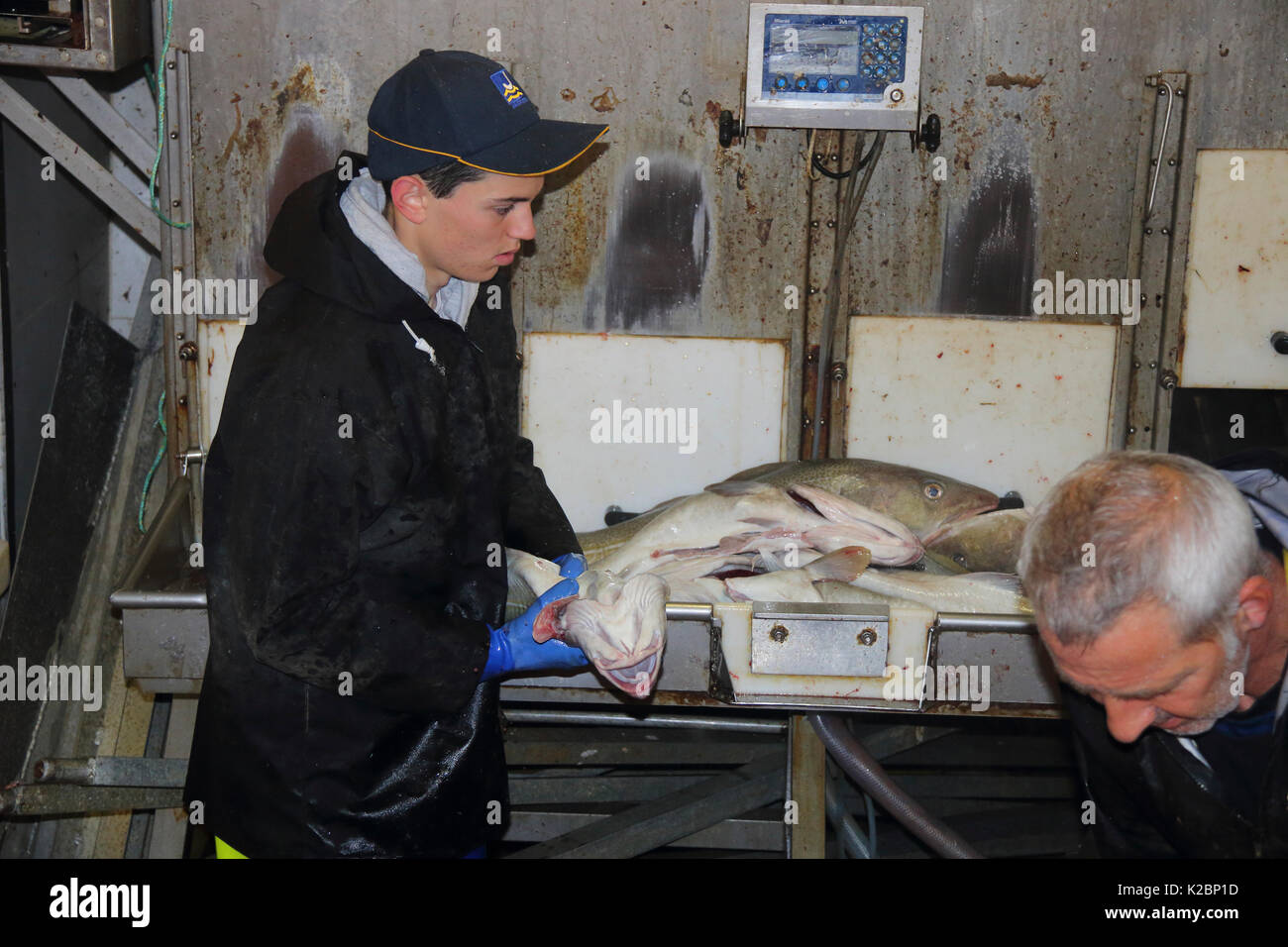 Giovane pescatore lavora nel pesce-tenere premuto su un mare del Nord trawler imbarcazione. Luglio 2016. Foto Stock