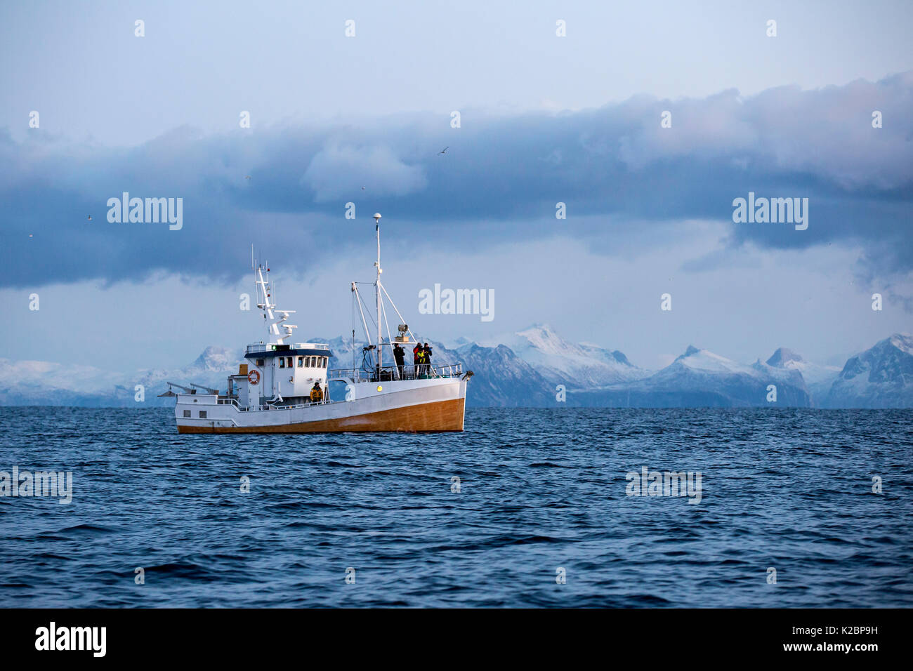 La pesca in barca sul fiordo cercando orche, Andenes, Andoya isola, Oceano Atlantico settentrionale, Norvegia. Gennaio 2016. Foto Stock