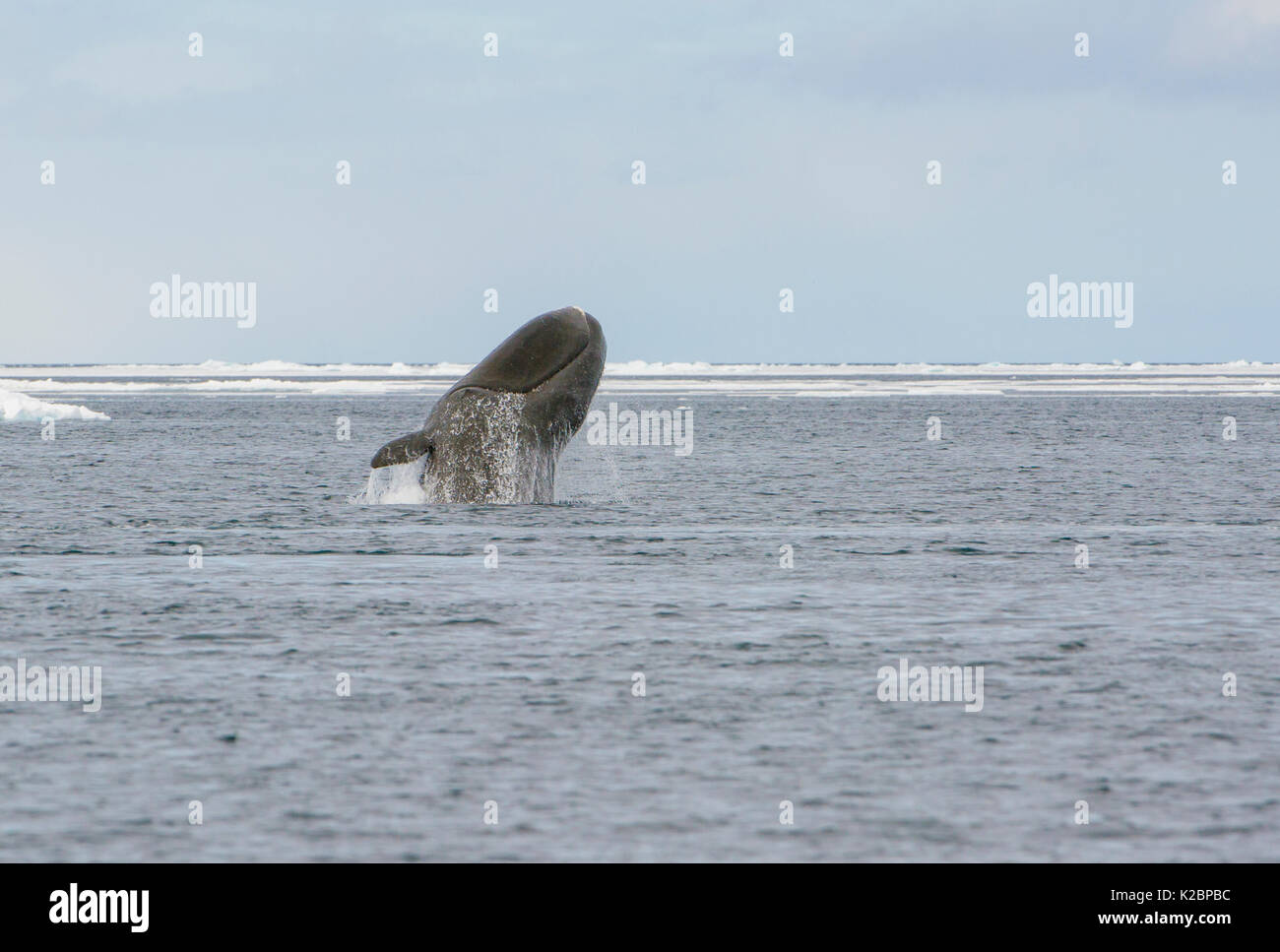 Bowhead whale (Balaena mysticetus) violare, Canada, Oceano Artico. Foto Stock