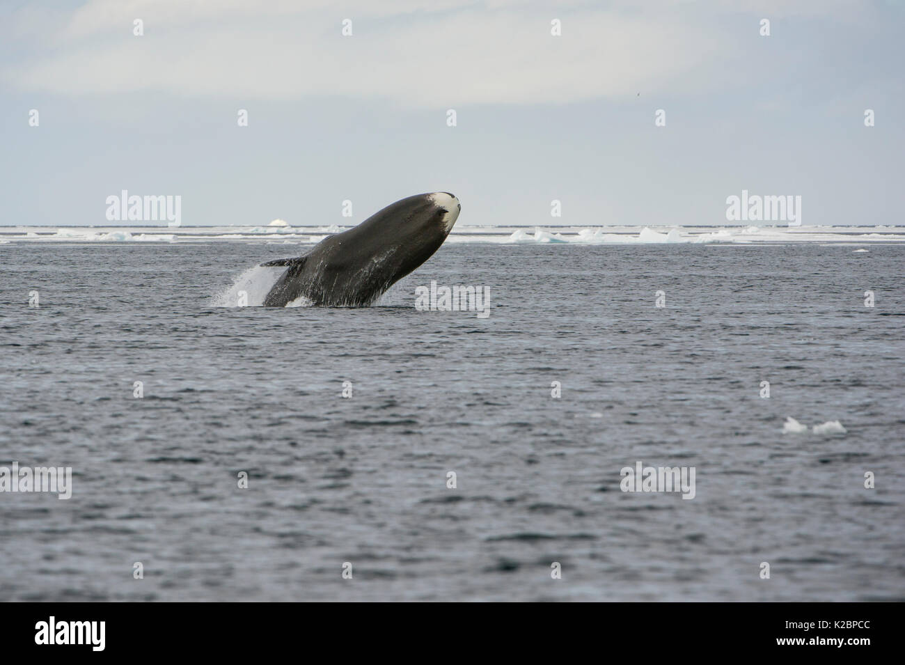 Bowhead whale (Balaena mysticetus) violare, Canada, Oceano Artico. Foto Stock