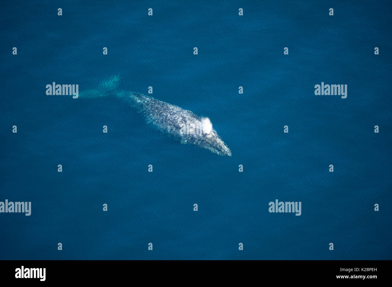 Balena Grigia (Eschrichtius robustus) vista aerea della migrazione delle balene, Costa della California, USA, Oceano Pacifico orientale Foto Stock