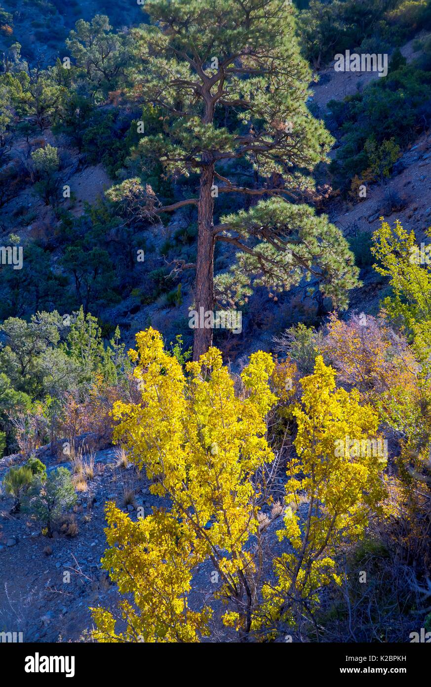 Caduta delle Foglie visto sugli alberi a La Madre Mountain Wilderness entro il Red Rock Canyon National Conservation Area 27 Settembre 2016 vicino a Las Vegas, Nevada. Foto Stock