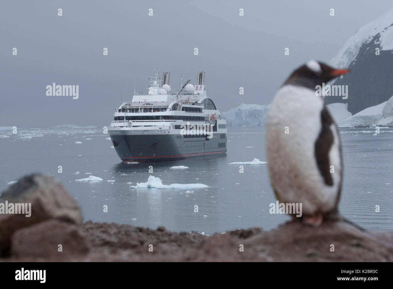 Pinguino Gentoo (Pygoscelis papua ellsworthii) con nave passeggeri 'Le Boreal' all'ancoraggio in background, Neko Harbour, Andvord Bay, Penisola Antartica, febbraio 2011. Tutti i non-usi editoriali deve essere eliminato singolarmente. Foto Stock