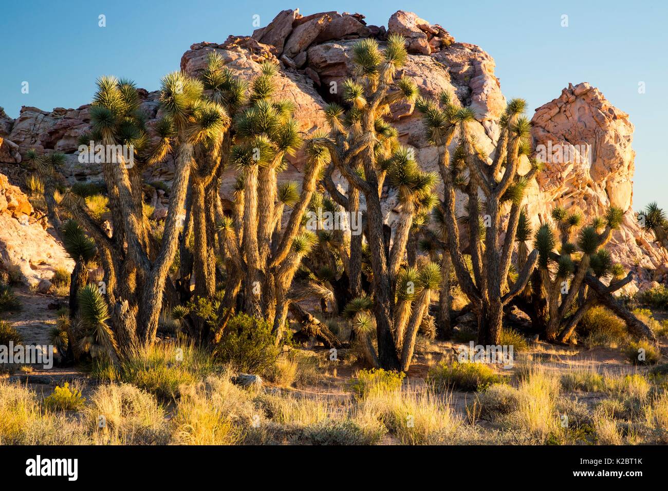 Roccia Arenaria striature compongono il Whitney tasche formazione al Gold Butte National Monument Ottobre 2, 2016 vicino a Mesquite, Nevada. Foto Stock