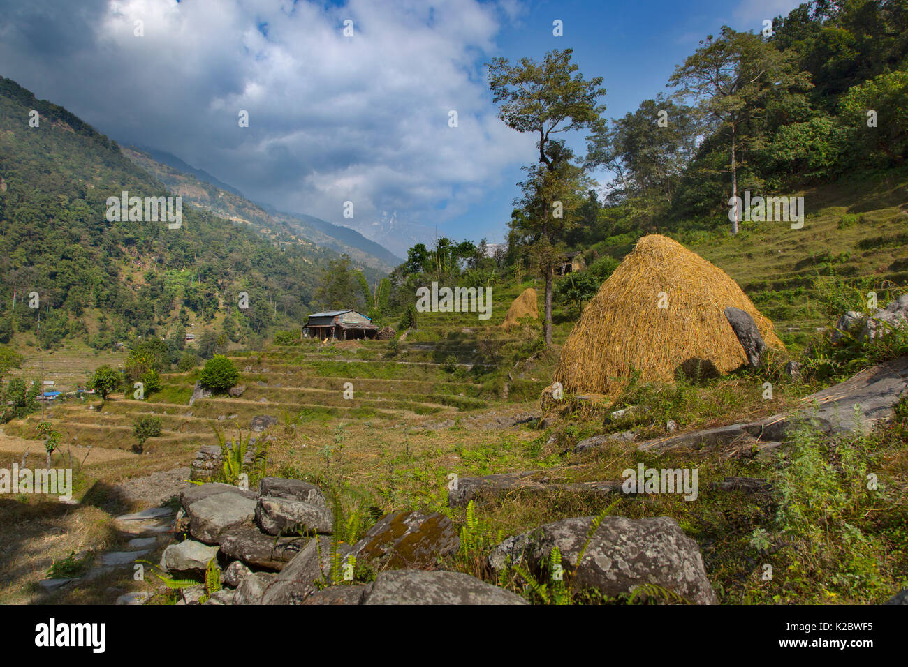 Essiccazione di paglia sulla collina di terrazze, vicino al villaggio di montagna di Ghandruk. Modi Khola Valley, Himalaya, Nepal. Novembre 2014. Foto Stock
