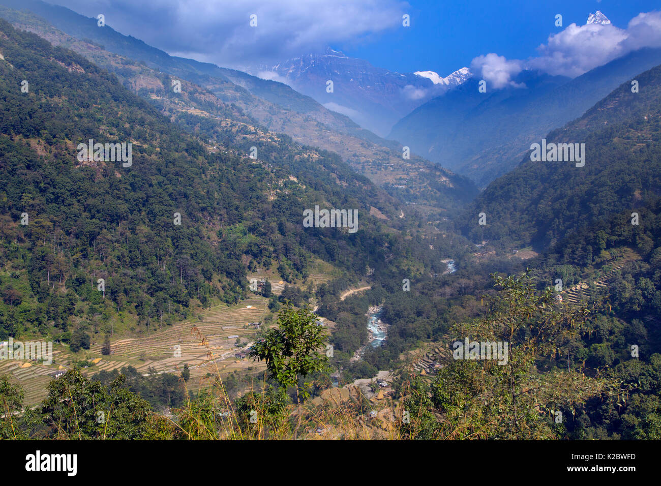 Agricoltura terrazza vicino al villaggio di montagna di Ghandruk, Modi Khola Valley, Himalaya, Nepal. Novembre 2014. Foto Stock