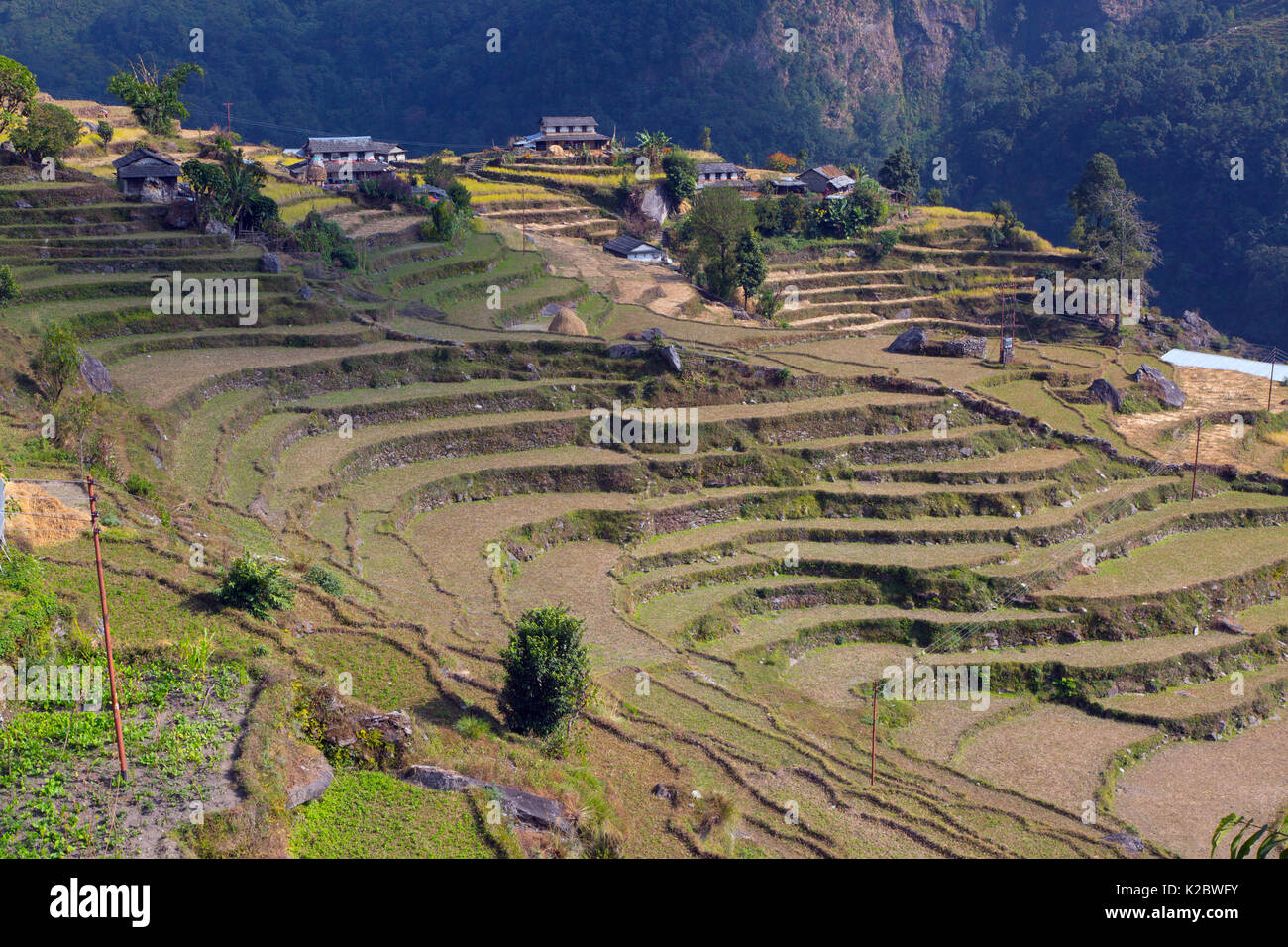 Terrazza allevamento, vicino al villaggio di montagna di Ghandruk. Modi Khola Valley, Himalaya, Nepal. Novembre 2014. Foto Stock