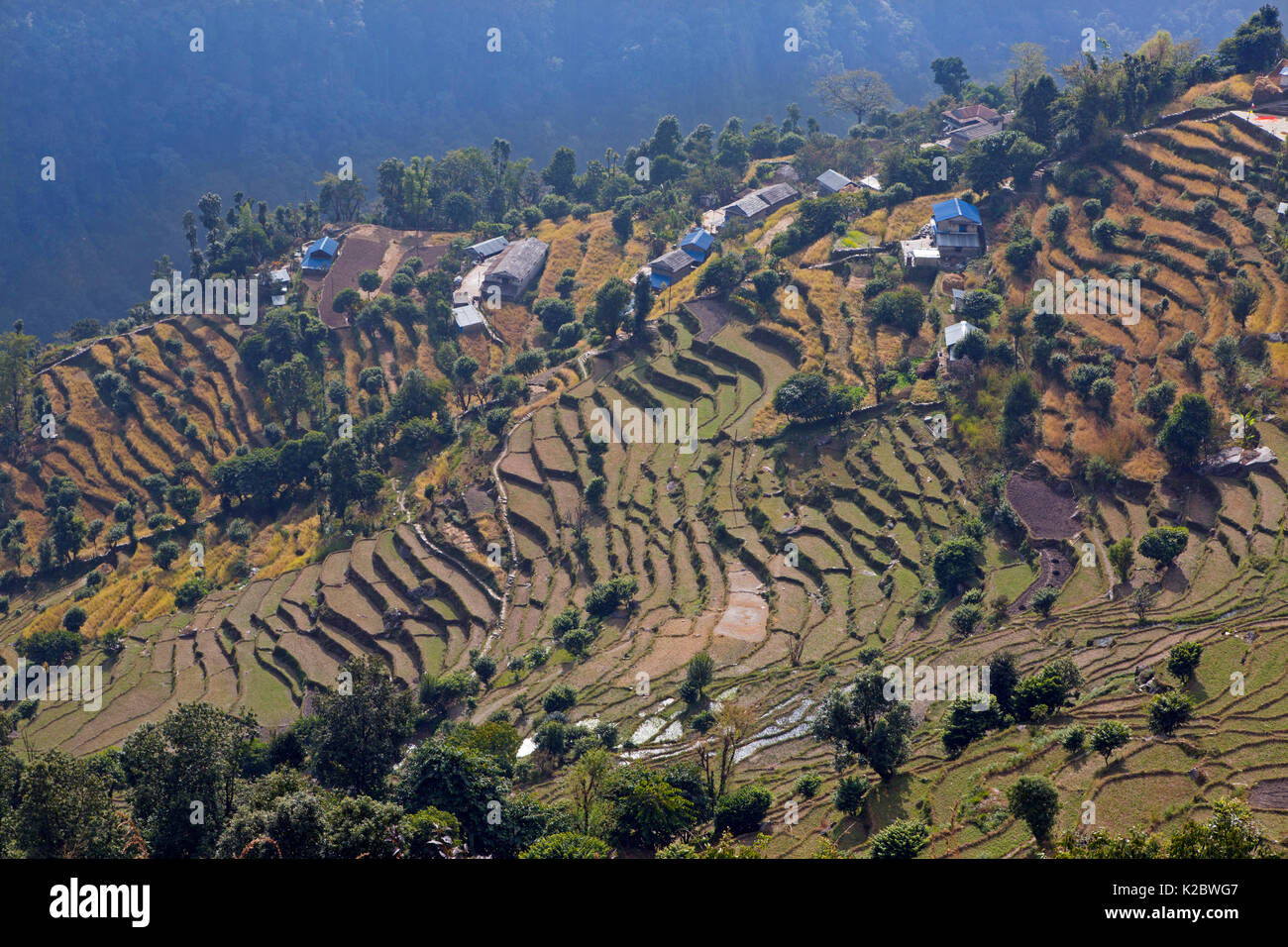 Paesaggio di terreni agricoli terrazzati, Ghandruk, Modi Khola Valley, Himalaya, Nepal. Novembre 2014. Foto Stock